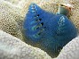 72- Spirobranchus giganteus bleu - Kouare